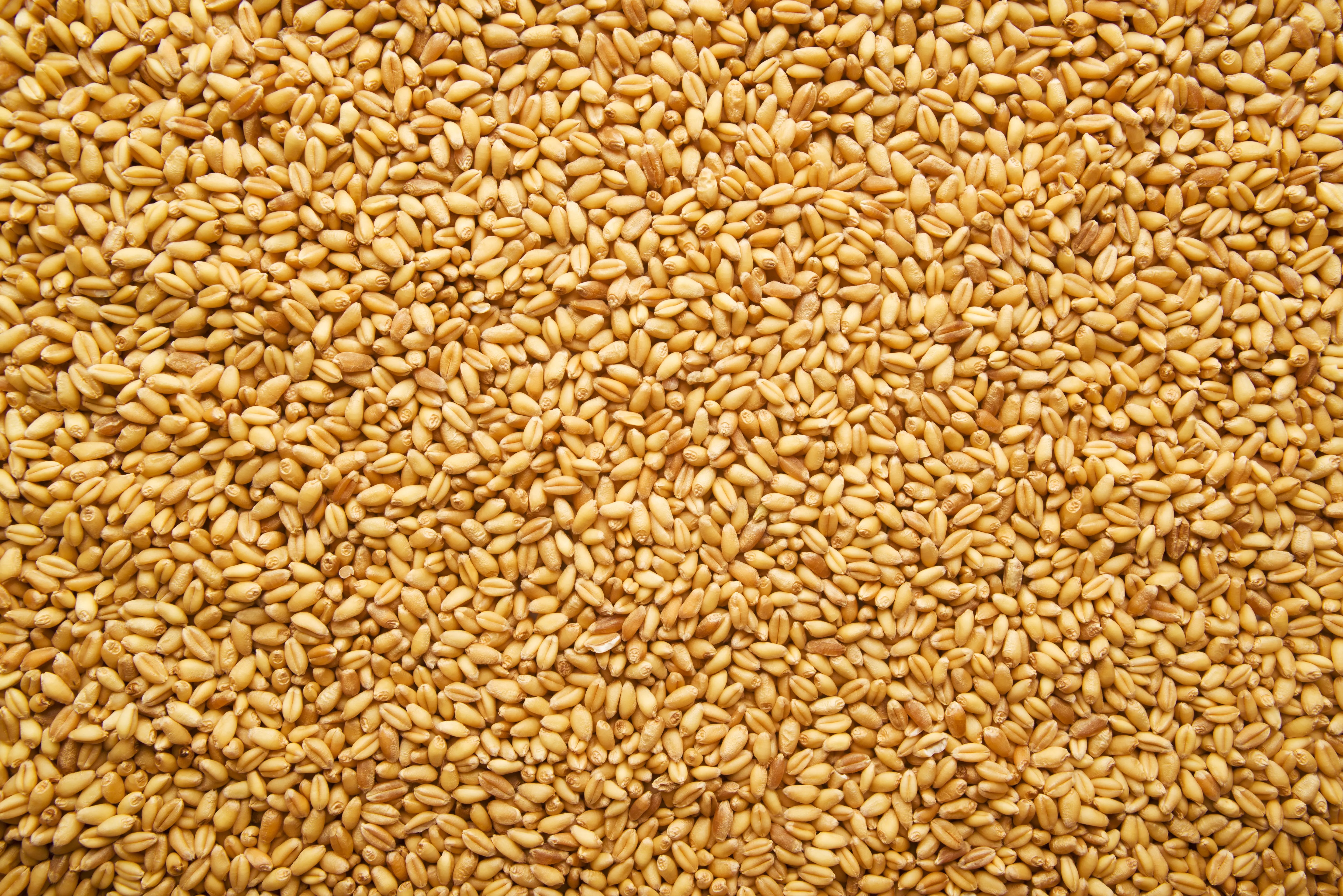 Nahaufnahme von goldgelbem Weizenkorn, perfekt für das Mahlen von frischem Mehl mit einer Getreidemühle.